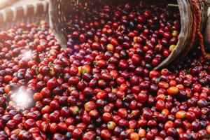 Giá cà phê tăng 400 đồng/kg, dự báo sẽ còn tăng trong thời gian tới
