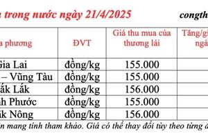 Giá tiêu hôm nay 21/4/2025, trong nước cao nhất 156.000 đồng/kg