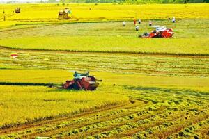 Cần Thơ hợp nhất: Cơ hội bứt phá cho ngành chế biến nông sản