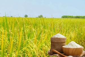 Giá lúa gạo hôm nay ngày 22/4: Thị trường lặng sóng