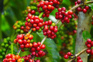 Áp lực từ nhiều phía đẩy giá cà phê giảm đến 2.500 đồng/kg