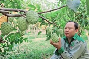 OCOP góp phần nâng cao thu nhập cho nông dân Phú Giáo