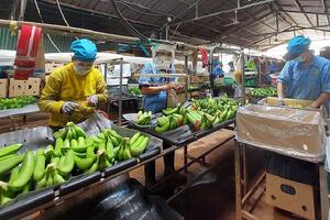 Phát triển kinh tế tư nhân: Doanh nghiệp vẫn canh cánh nỗi lo thủ tục và vốn