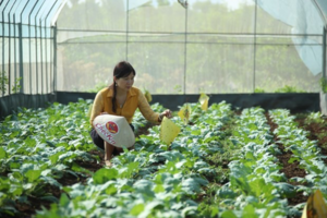 HTX hữu cơ đau đầu tìm đơn vị chứng nhận để ‘chọn mặt gửi vàng’