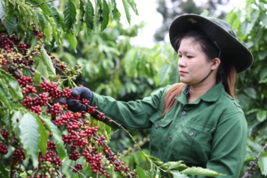Xuất khẩu viên nén: Tăng trưởng 2 con số và 5 thách thức lớn