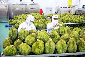 Xuất khẩu rau quả 2025, dự kiến khó về đích
