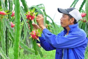Nông sản hữu cơ của HTX: Sức hút từ thị trường khổng lồ Mỹ