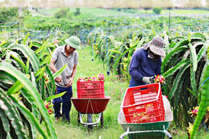 Nông thôn mới ‘vừa đẹp lại vừa giàu’ ở Lâm Đồng