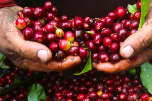 Giá cà phê Arabica giảm gần 1,8% về mức 6.468 USD/tấn