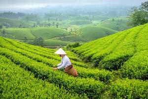 Sa Pa: Kể câu chuyện văn hóa để nâng tầm nông sản gắn du lịch bền vững