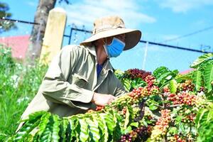 Giá cà phê hôm nay 26/8/2025: Trong nước quay đầu giảm