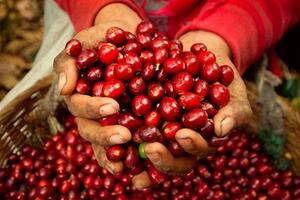 Giá cà phê Robusta lao dốc 10,5%, Arabica mất hơn 3% trong tuần