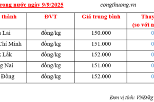 Giá tiêu hôm nay 9/9/2025: Nội địa duy trì quanh mức 151.000 đồng/kg