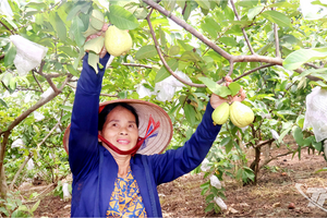 Nỗ lực xây dựng thương hiệu ổi Linh Sơn