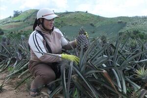 Dứa Cư Pui: Xây dựng thương hiệu, mở rộng thị trường