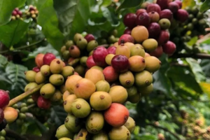 Tăng 1.000 đồng/kg, giá cà phê dao động quanh mức 114.000 – 115.500 đồng/kg