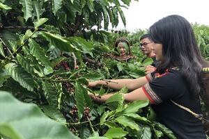Liên kết sản xuất, hướng đi mới cho cà phê đồng bào dân tộc thiểu số