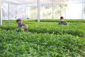 Vì sao chưa đến 1% diện tích rau đạt chuẩn VietGAP?