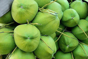 Phát triển 'nóng' khiến dừa tươi xuất khẩu dần đánh mất lợi thế