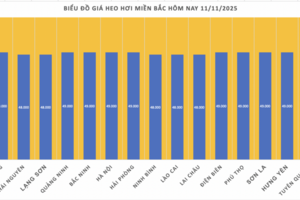 Giá heo hơi hôm nay 11/11/2025: Đồng loạt giảm 1.000 đồng/kg