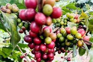 Niên vụ 2026-2027 có thể dư 7-10 triệu bao, cà phê đối diện áp lực mới