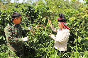 Mai Sơn trên hành trình nông thôn mới: HTX làm nòng cốt, OCOP làm động lực