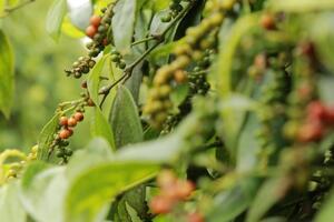 Giá tiêu hôm nay 19/11/2025: Tăng nhẹ 500 đồng/kg