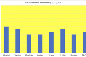 Giá heo hơi hôm nay 21/11/2025: Tăng mạnh, miền Bắc lập đỉnh