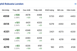 Giá cà phê hôm nay 26/11/2025: Giảm mạnh