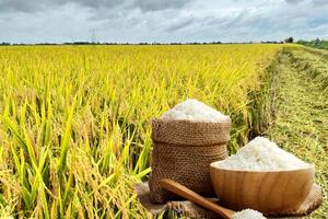 Giá lúa gạo hôm nay ngày 4/12: Gạo xuất khẩu giảm, lúa tươi chững giá