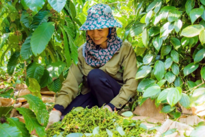 Giá tiêu tăng 500 đồng/kg, nguồn cung thu hẹp tạo áp lực tăng giá dài hạn