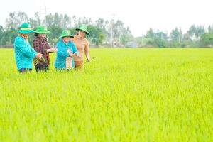 Đồng Tháp xây dựng nông thôn xanh – hiện đại dựa trên trụ cột HTX