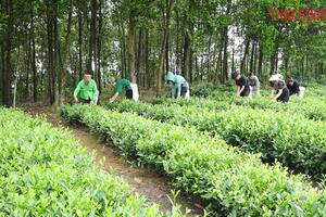 Nông thôn đổi mới, đời sống người dân xứ Tuyên liên tục được nâng lên