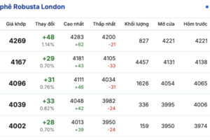Giá cà phê hôm nay 12/12/2025: Tăng nhẹ