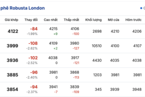 Giá cà phê hôm nay 15/12/2025: Đi ngang, duy trì mức thấp