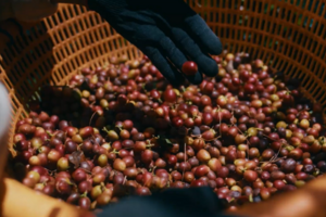 Từ nông trại đến người tiêu dùng: Hành trình của thương hiệu cà phê Việt