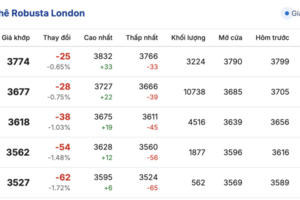 Giá cà phê hôm nay 19/12/2025: Lao dốc, xuống dưới mốc 90.000 đồng/kg