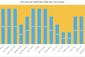 Giá heo hơi hôm nay 22/12/2025: Tiếp đà tăng, đạt đỉnh mới