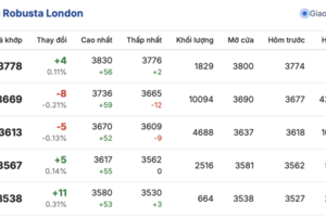 Giá cà phê hôm nay 22/12/2025: Đi ngang