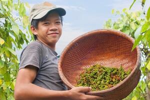 Giá tiêu tăng rải rác 500 đồng/kg, thị trường bước vào nhịp điều chỉnh ngắn hạn