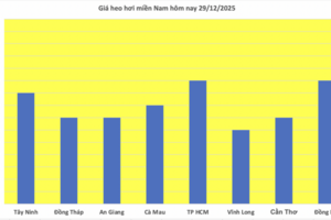 Giá heo hơi hôm nay 29/12/2025: Giảm rải rác tại miền Bắc và miền Nam
