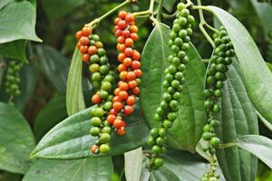 Giá tiêu hôm nay 4/1/2026: Giảm nhiều nơi