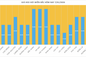 Giá heo hơi hôm nay 7/1/2026: Miền Bắc trở lại đỉnh 70.000 đồng/kg