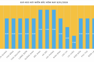 Giá heo hơi hôm nay 8/1/2026: Tăng đồng loạt trên cả nước