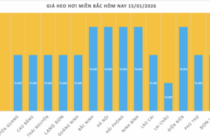 Giá heo hơi hôm nay 15/1/2026: Tăng đồng loạt tại miền Trung, miền Nam