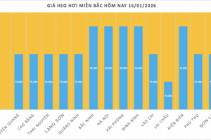 Giá heo hơi hôm nay 16/1/2026: Miền Trung, miền Nam tiếp tục tăng
