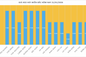 Giá heo hơi hôm nay 21/1/2026: Tiếp đà tăng, lập 'đỉnh' mới