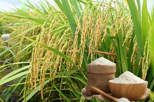 Giá lúa gạo hôm nay ngày 23/1: Gạo thơm dẻo neo cao, lúa chững giá