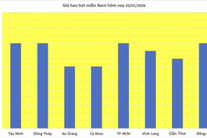 Giá heo hơi hôm nay 26/1/2026: Tăng rải rác