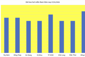 Giá heo hơi hôm nay 27/1/2026: Tăng mạnh, miền Bắc lập 'đỉnh' mới